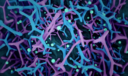 HEALTH BENEFITS OF BIFIDOBACTERIUM ANIMALIS SSP. LACTIS